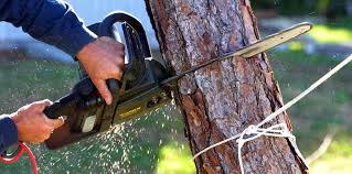 Best Fruit Tree Pruning  in New London, IA