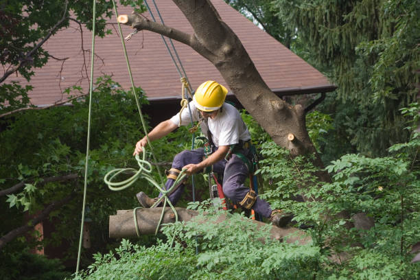 Reliable New London, IA Tree Services Solutions